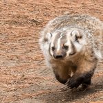 Badger