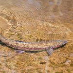 Rainbow trout