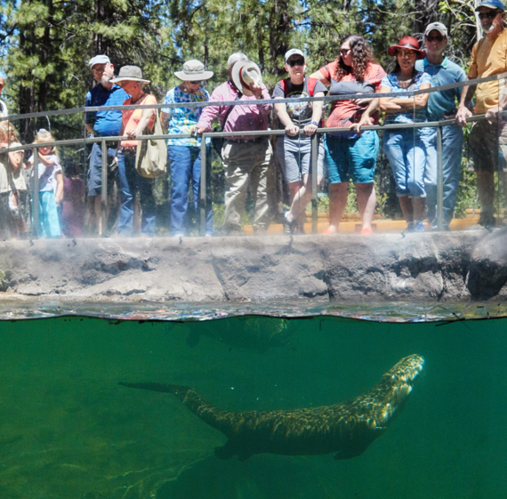 Otter encounter things to do in bend oregon high desert museum