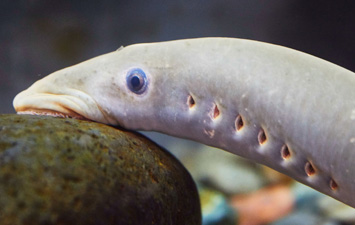 lampreys a key species in the high desert ecosystem high desert