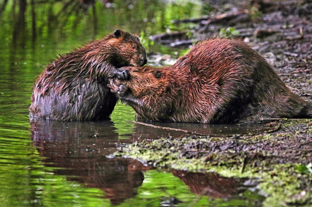 Exhibition Opening "Dam It! Beavers and Us" High Desert Museum